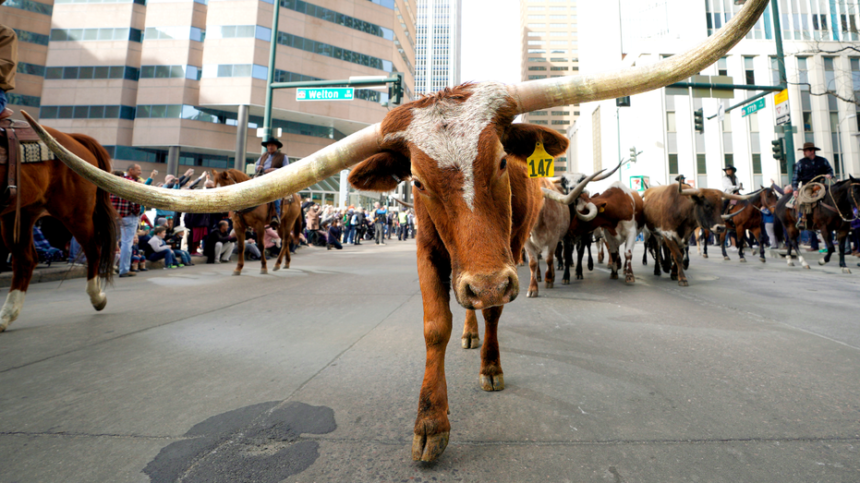 Dallas mayor blasts NYC for punishing success' as he pitches Yall Street to fleeing billionaires