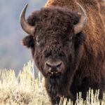 Woman tests fate by getting too close to a massive bison, faceplants while running away