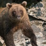 Alaska moose hunter miraculously survives ambush brown bear attack, says he 'blacked out'