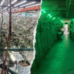 China ties suspected in sprawling California pot operations as GOP urges FBI probe