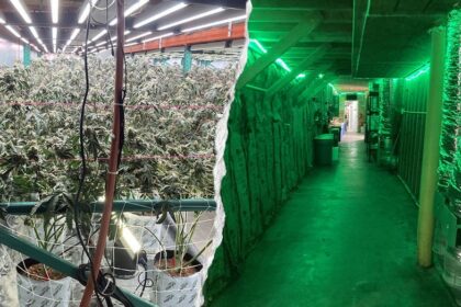 China ties suspected in sprawling California pot operations as GOP urges FBI probe