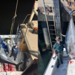 New Hampshire fishermen smash state record by snagging insane 1,116-pound bluefin tuna