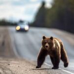Russia-s growing bear population: What you need to know