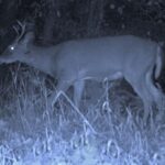 Young buck gets ragdolled and tossed in the air during battle with larger buck caught on trail cam