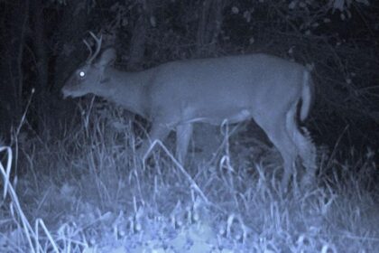 Young buck gets ragdolled and tossed in the air during battle with larger buck caught on trail cam